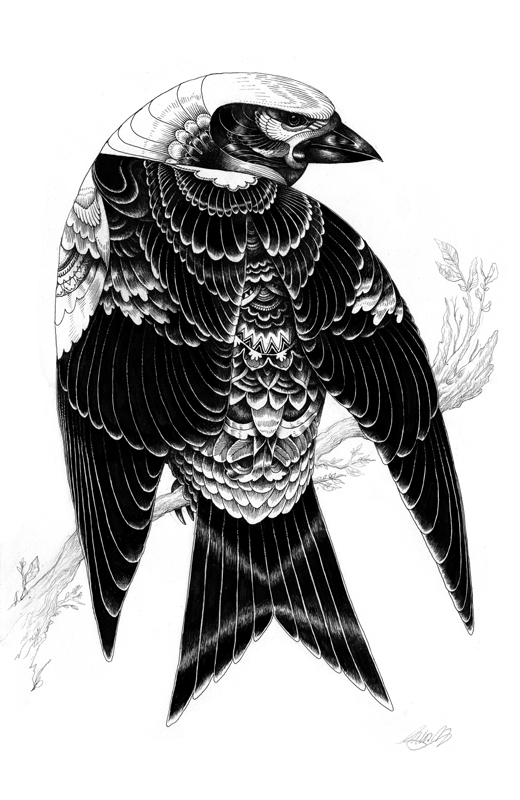 Black and white illustrations by Iain Macarthur